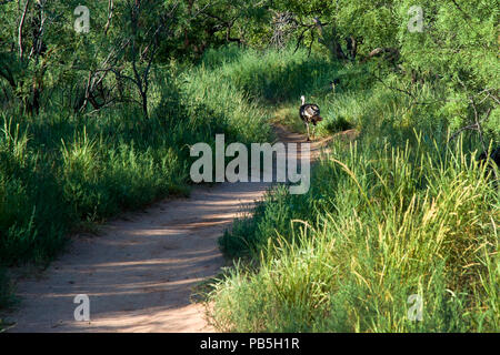 Palo Duro Canyon prendre à gauche au Y Banque D'Images