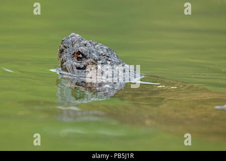 Tortue serpentine, Chelydra serpentina, Maryland Banque D'Images