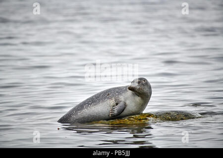 Phoque commun (Phoca vitulina), Svalbard, Spitzberg ou l'Europe Banque D'Images