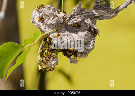 Vadnais Heights, Minnesota. John H. Allison forêt. Yellowjacket aérienne, ' Dolichovespula arenaria' reconstruire leur nid après qu'il a été détruit. Banque D'Images