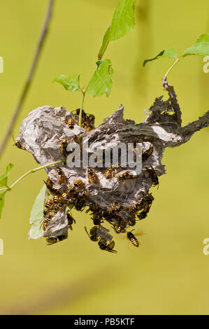 Vadnais Heights, Minnesota. John H. Allison forêt. Yellowjacket aérienne, ' Dolichovespula arenaria' reconstruire leur nid après qu'il a été détruit. Banque D'Images