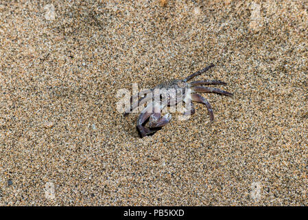 Maui, Hawaii. Le crabe fantôme sur la plage à Lahaina. Banque D'Images