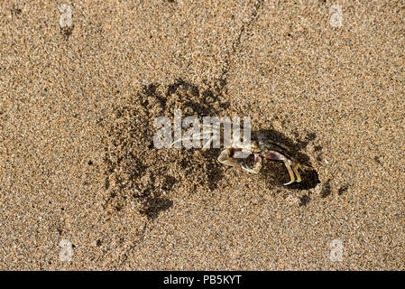 Maui, Hawaii. Le crabe fantôme Ocypode pallidula, sur la plage de Lahaina à creuser un terrier. Banque D'Images