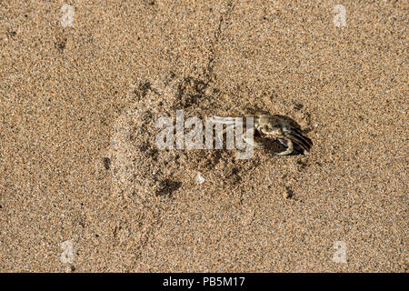 Maui, Hawaii. Le crabe fantôme sur la plage à Lahaina creuser un terrier. Banque D'Images