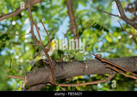 Maui, Hawaii. Japanese white-eye Zosterops japonicus, perché dans un arbre. Banque D'Images