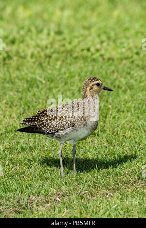 Maui, Hawaii. Pluvier doré Pluvialis pacifique, fulvanon non en plumage nuptial. Banque D'Images