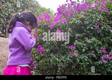 Cute little girl profiter de l'odeur de fleurs lilas dans les jardins d'un parc Banque D'Images