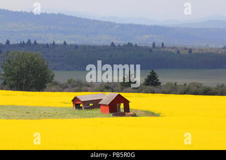 Domaine de canola et des silos à grains rouges et les contreforts des Rocheuses Asscociation Banque D'Images