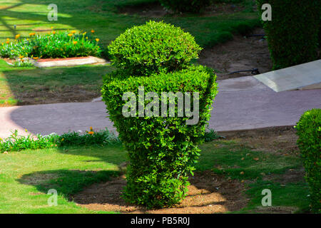 Bush bien entretenu d'une belle boîte de bush evergreen rognée de l'arborescence sur un fond de couleur vert vif les herbes courtes et un arrière-plan flou Banque D'Images
