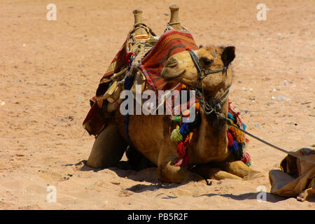Chameau bédouin, attachés avec une longue corde se trouve sur une plage de sable près de la mer sur un fond de sable jaune. où personne ne l'entoure. Le concept de l'ou Banque D'Images
