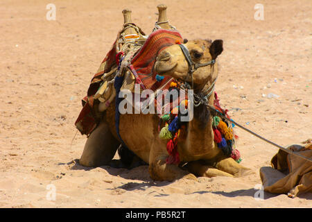 Chameau bédouin, attachés avec une longue corde se trouve sur une plage de sable près de la mer sur un fond de sable jaune. où personne ne l'entoure. Le concept de l'ou Banque D'Images