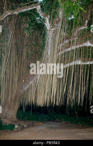 Maui, Hawaii. Les racines d'accrochage d'un arbre banian dans Parc de Honolua. Banque D'Images