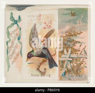 Starling persan, du chant des oiseaux de la série mondiale (N42) pour Allen & Ginter Cigarettes. Fiche Technique : Dimensions : 2 7/8 x 3 1/4 in. (7,3 x 8,3 cm). Lithographe : George S. Harris & Sons (Américain, Philadelphie). Editeur : Publié par Allen & Ginter (Américain, Richmond, Virginie). Date : 1890. Les grandes cartes de la 'chant oiseaux du monde" (N42), publié en 1890 dans un jeu de 50 cartes pour promouvoir Allen & Ginter cigarettes d'une marque. Série N42 reproduit les cartes à partir de la N23 dans un format plus grand. Musée : Metropolitan Museum of Art, New York, USA. Banque D'Images