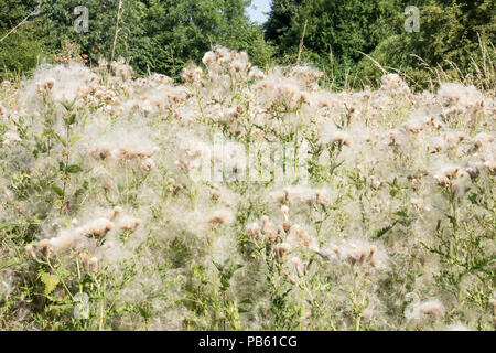 Marais d'ensemencement thistle Banque D'Images