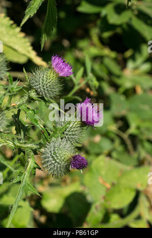 Spear thistle chefs en fleur Banque D'Images