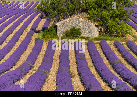 Cabane en pierre au milieu d'un champ de lavande près de Sault, Provence, France Banque D'Images