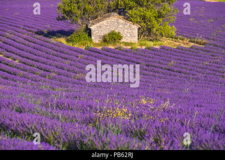 Cabane en pierre entourée de champ de lavande près de Sault, Provence, France Banque D'Images