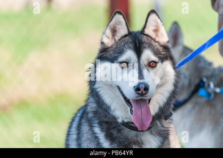 Portrait d'un Malamute chien en laisse tout en étant marcha dans un environnement vert. Banque D'Images