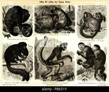 . Deutsch : : Tafel Affen III (Affen der neuen Welt) 1. Brüllaffe (Zygomycètes ursinus). Körperlänge Schwanzlänge 0,55-0,60 m, 0,55-0,60 m. 2. Coaita (Ateles paniscus). Schwanzlänge Körperlänge 0,50 m, 0,65-0,70 m. 3. Cebus capucinus (Kapuziner). Körperlänge Schwanzlänge 0,45 m, 0,35 m. 4. Satansaffe (Pithecia Satanas). Körperlänge Schwanzlänge, 0,40 m 0,35 m. 5. (Nachtaffen Nyctipithecus trivirgatus). Körperlänge Schwanzlänge, 0,40 m 0,45 m. 6. Saguin (Hapale Iachus). Körperlänge Schwanzlänge 0,24 m, 0,36 m. Anglais : Meyers Konversationslexikon - Tome 1 - planche III à la page 140 - singes du Nouveau monde . Banque D'Images
