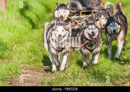 Husky et malamute sleddogs sont de course dans un environnement de forêt verte. Banque D'Images