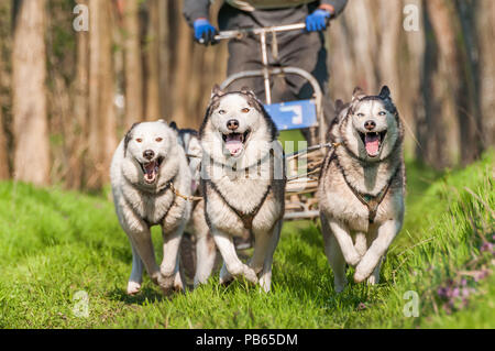 Husky et malamute sleddogs sont de course dans un environnement de forêt verte. Banque D'Images
