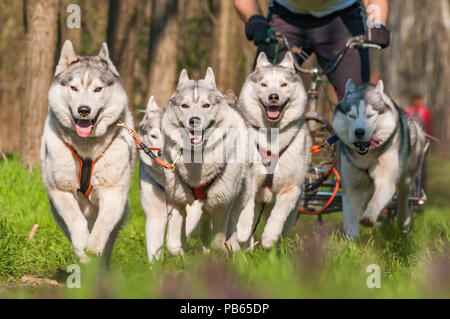 Husky et malamute sleddogs sont de course dans un environnement de forêt verte. Banque D'Images