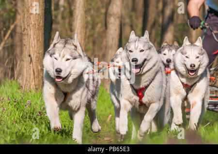 Husky et malamute sleddogs sont de course dans un environnement de forêt verte. Banque D'Images