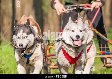 Husky et malamute sleddogs sont de course dans un environnement de forêt verte. Banque D'Images