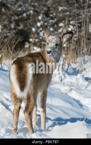 L'hiver, Cerf, Montana Banque D'Images