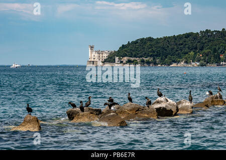 Trieste, Italie, 26 juillet 2018. Les cormorans et les mouettes posent sur des rochers sur la mer Adriatique à l'avant du château de Miramare, dans la ville portuaire de Trieste je Banque D'Images