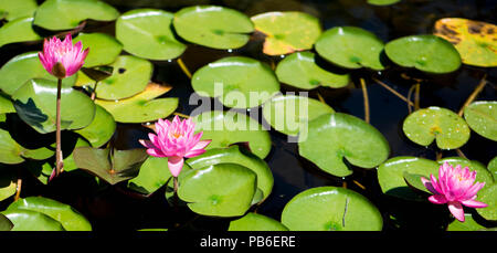 Trois nénuphars rose vif sur une journée d'été dans un étang Banque D'Images