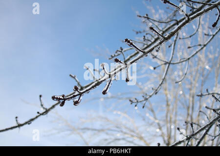 Branche d'arbre d'un boîtier en glace claire avec ciel bleu en arrière-plan Banque D'Images