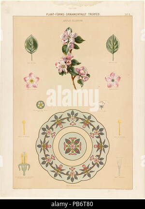 1204 Plant-Forms Ornamentally de Apple Blossom - traités par Boston Public Library Banque D'Images