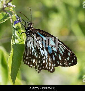 papillon noir et bleu assis sur une feuille verte , mission beach, australie Banque D'Images