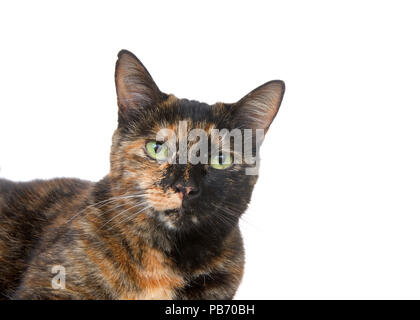 Portrait d'une tortie torbie chat tigré aux yeux verts isolé sur fond blanc. Regarder directement viewer Banque D'Images
