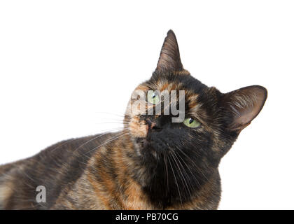 Portrait d'une tortie torbie chat tigré aux yeux verts isolé sur fond blanc. À gauche jusqu'à spectateurs. Banque D'Images