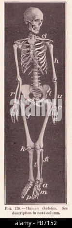 1185 Pg 192 squelette humain Banque D'Images