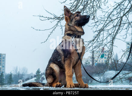 Un chiot berger allemand chien en laisse dans l'environnement urbain d'hiver avec des chutes de neige Banque D'Images