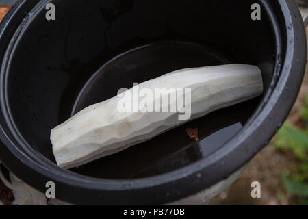 Le manioc (Manihot esculenta) (Espagnol : mandioca, Guarani : mandi'o), racines pelées dans un bol, à l'extérieur, Asuncion, Paraguay Banque D'Images