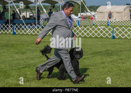 Chien d'eau portugais, Evelyn Kenny Kennel Club dog show et d'obéissance, de l'Alberta, Canada Banque D'Images