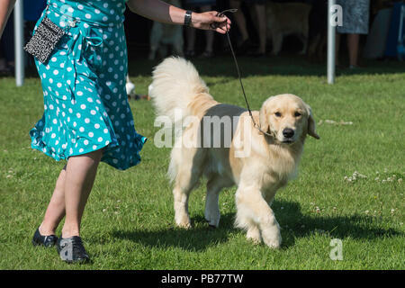 Golden retriever dog, Evelyn Kenny Kennel Club dog show et d'obéissance, de l'Alberta, Canada Banque D'Images