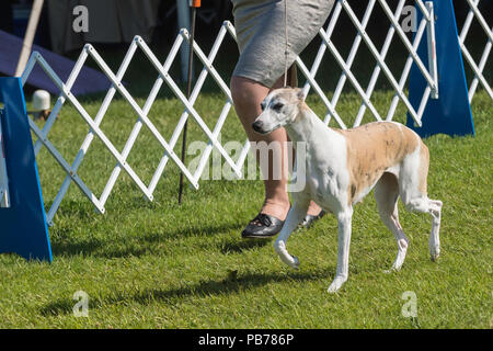 Whippet chien, Evelyn Kenny chenil et Obedience Club dog show, Alberta, Canada Banque D'Images