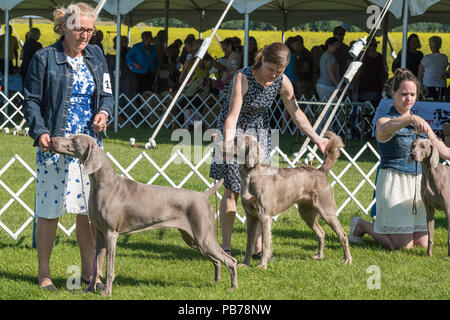 Braque de chien, Evelyn Kenny chenil et Obedience Club dog show, Alberta, Canada Banque D'Images