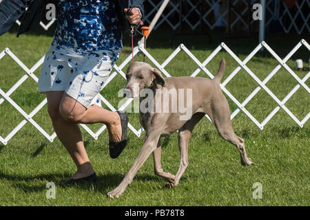 Braque de chien, Evelyn Kenny chenil et Obedience Club dog show, Alberta, Canada Banque D'Images