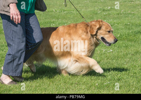 Golden retriever dog, Evelyn Kenny Kennel Club dog show et d'obéissance, de l'Alberta, Canada Banque D'Images