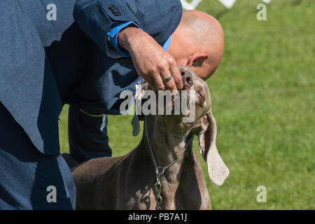 Chiens Weimeraner, Evelyn Kenny Kennel Club dog show et d'obéissance, de l'Alberta, Canada Banque D'Images