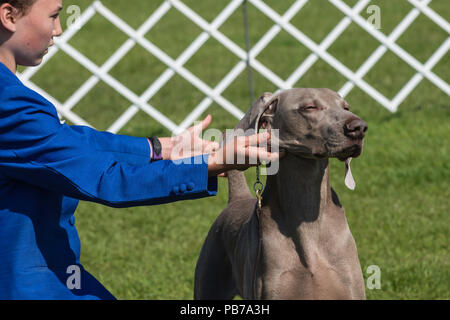 Chiens Weimeraner, Evelyn Kenny Kennel Club dog show et d'obéissance, de l'Alberta, Canada Banque D'Images