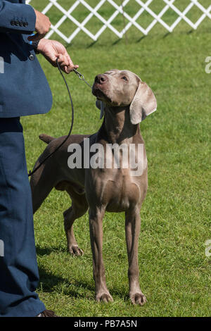 Chiens Weimeraner, Evelyn Kenny Kennel Club dog show et d'obéissance, de l'Alberta, Canada Banque D'Images