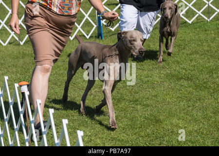 Chiens Weimeraner, Evelyn Kenny Kennel Club dog show et d'obéissance, de l'Alberta, Canada Banque D'Images