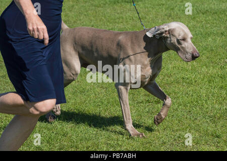 Chiens Weimeraner, Evelyn Kenny Kennel Club dog show et d'obéissance, de l'Alberta, Canada Banque D'Images